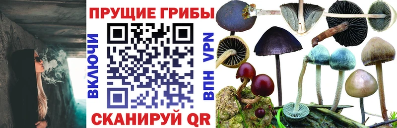Купить где  Ильский  Галлюциногенные грибы Psilocybine cubensis 
